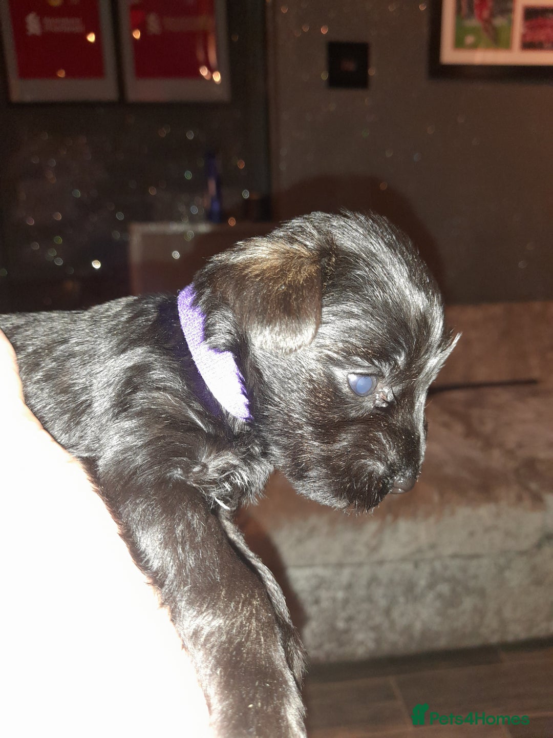 Mixed Breed dogs for sale: Snorkie pups - Advert 24