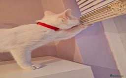 Ragdoll cats for sale: Loving half Ragdolls - Image 10