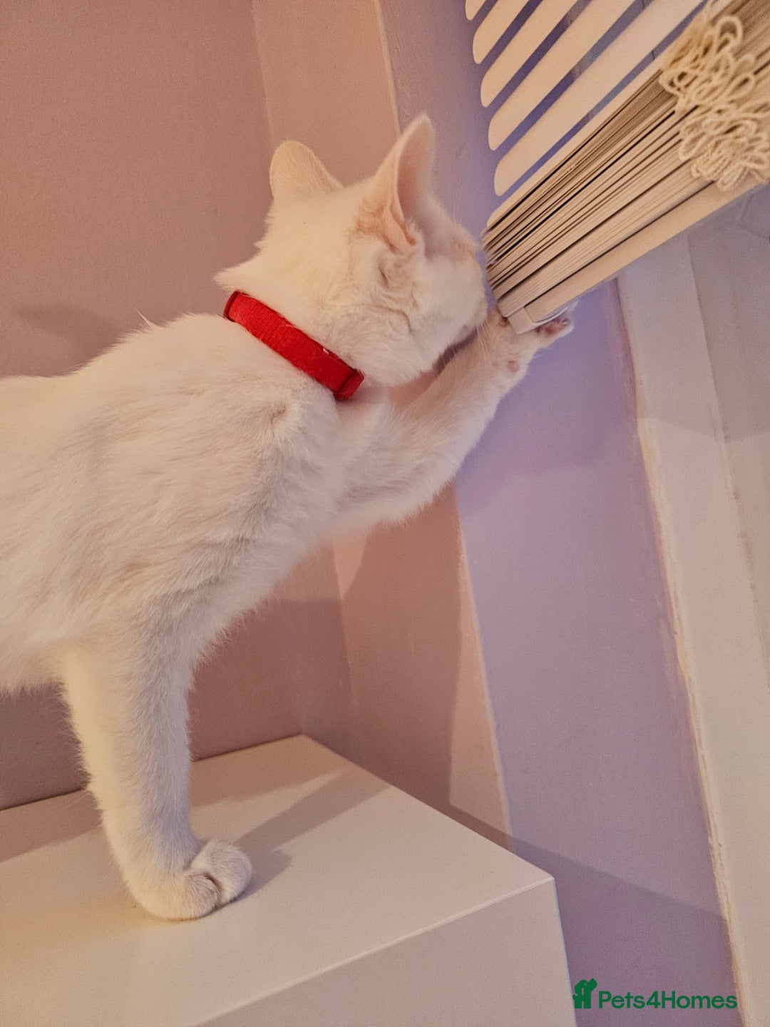 Ragdoll cats for sale: Loving half Ragdolls - Image 10