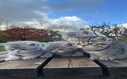 British Shorthair cats for sale: British Shorthair kittens  - Image 17