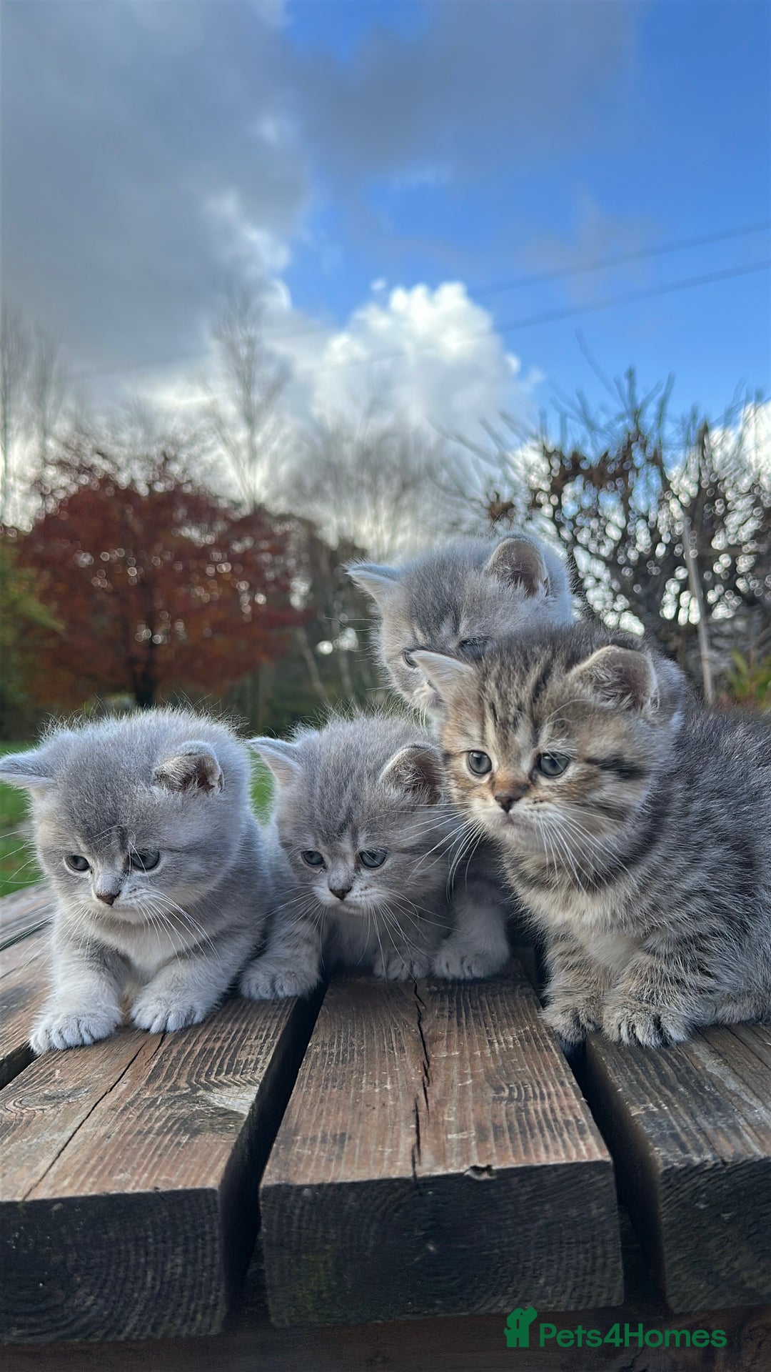 British Shorthair cats for sale: British Shorthair kittens  - Image 17