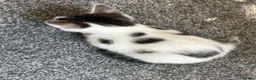 Mixed Breed cats for sale: 4 beautiful kittens, ready today, amazing mix  - Advert 12