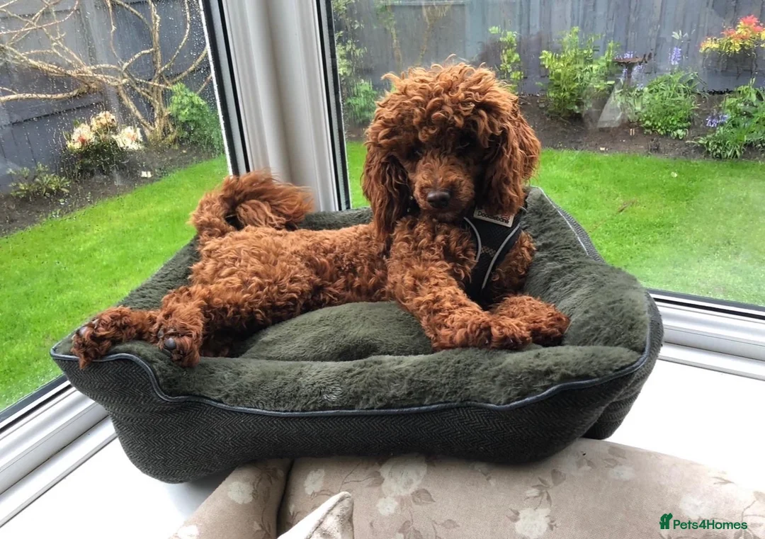 Cockapoo dogs for sale: Stunning Deep Red Cockapoo Puppies - Advert 12