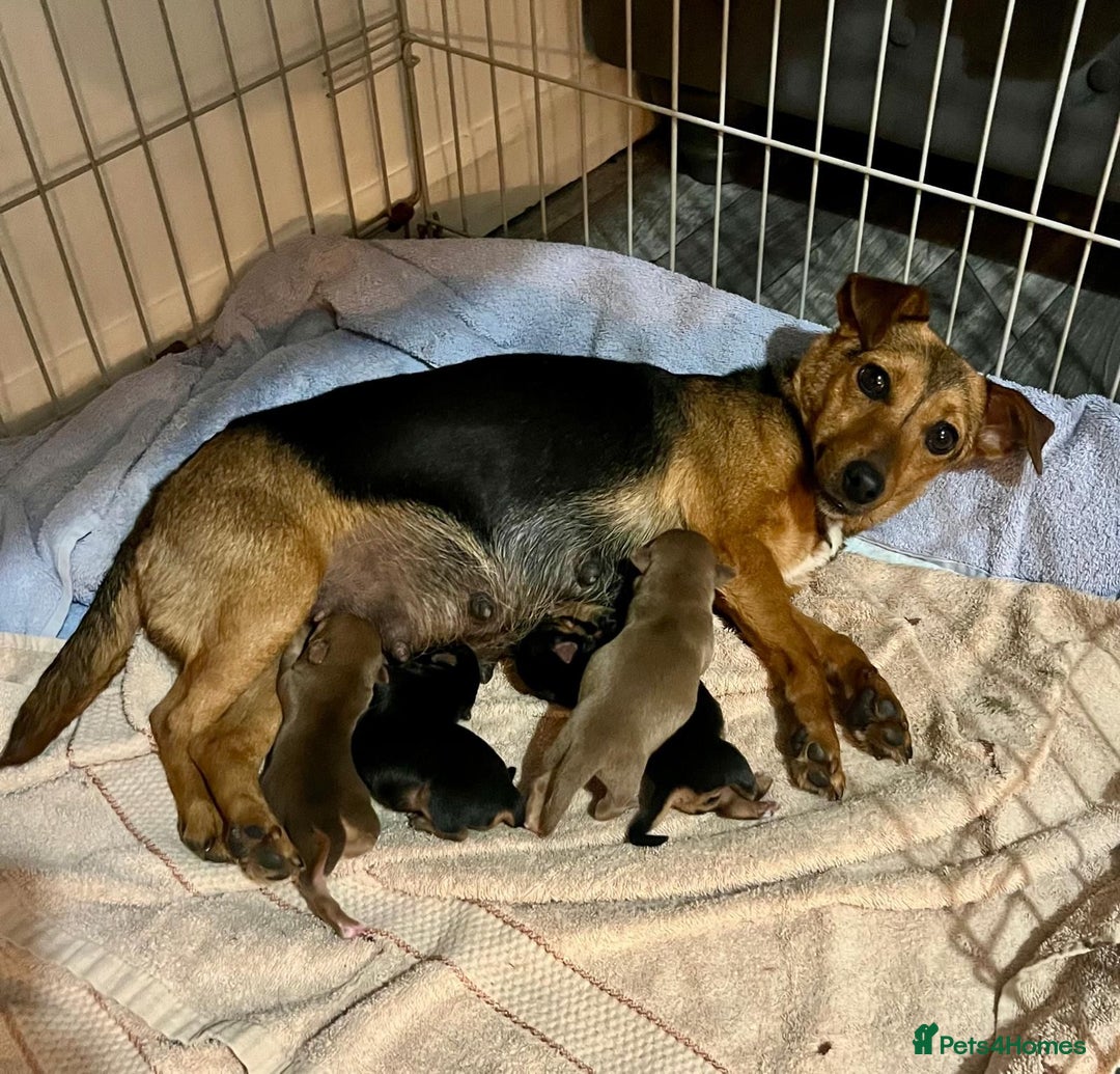 Jack Russell dogs for sale: 🌈 Rare Coloured Old Fashion Type Jack Russel’s 😂 - Image 13