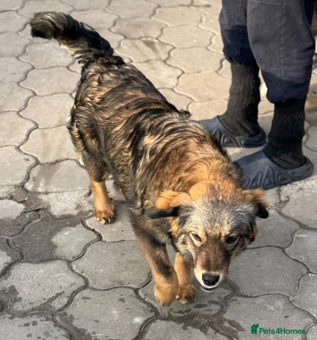 Mixed Breed dogs for adoption: RITA – a Superb young Girl for a Loving Home - Advert 26