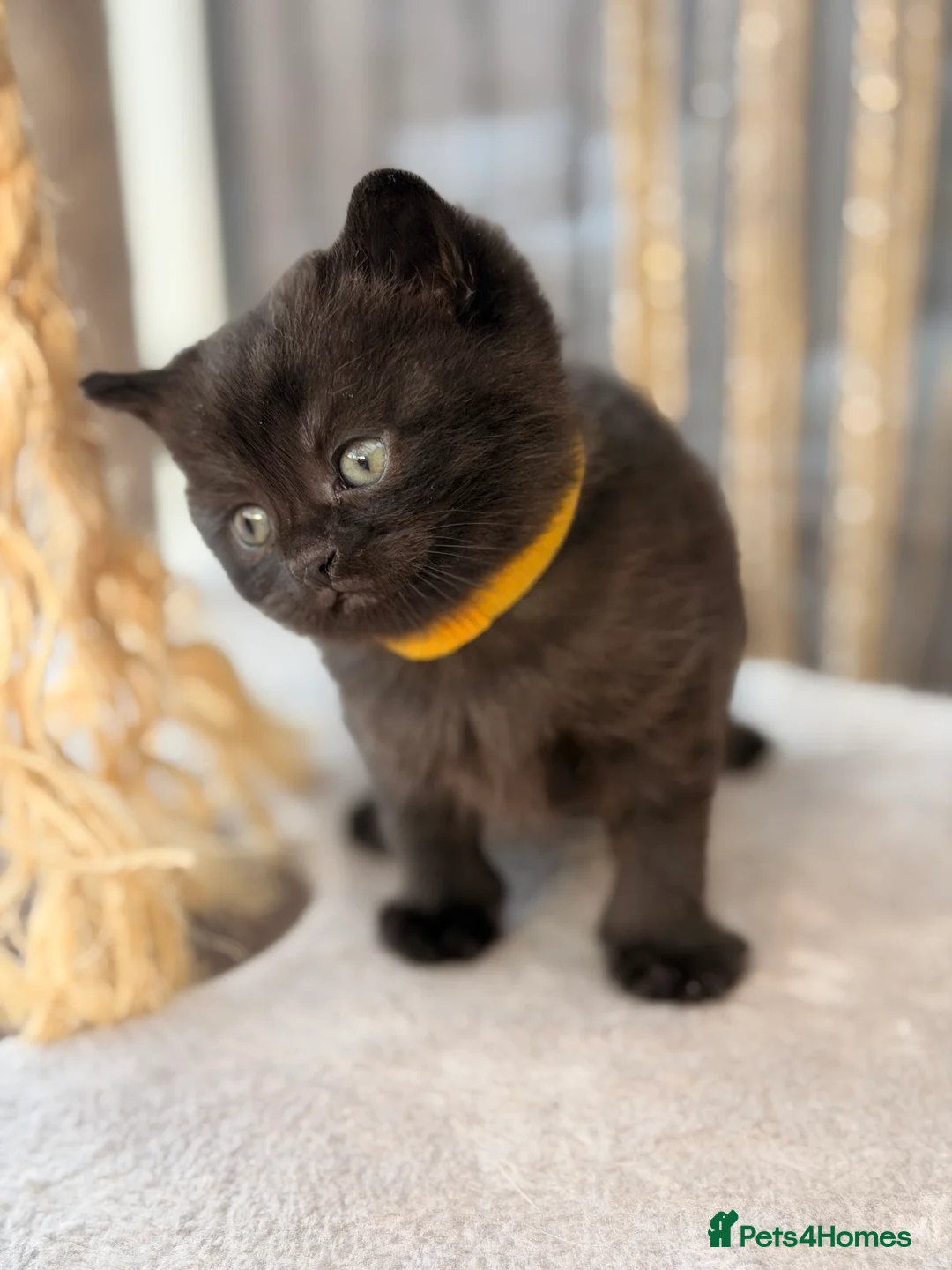 Mixed Breed cats for sale: Scottishfold mixbreed - Advert 16