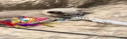 British Shorthair cats for sale: Supreme Champion Line British Shorthair Kittens - Advert 6