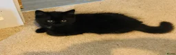 British Shorthair cats for sale: British shorthair blue (cross) kitten - Advert 13
