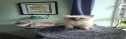 Ragdoll cats for sale: Beautiful Blue Point Ragdoll Kitten Ready Now - Advert 10
