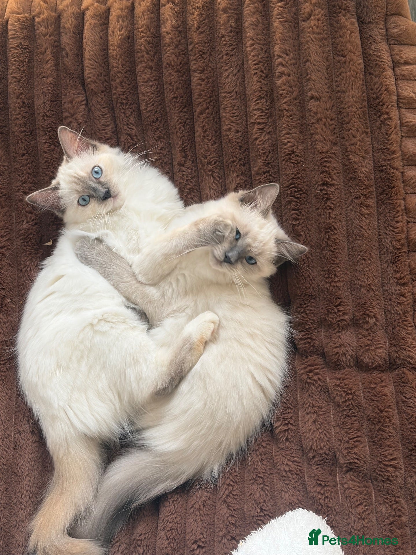 Ragdoll cats 2 beautiful ragdoll sisters  - Advert 3