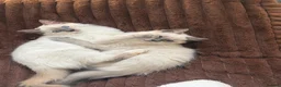 Ragdoll cats for sale: 2 beautiful ragdoll sisters  in Bristol - Advert 1