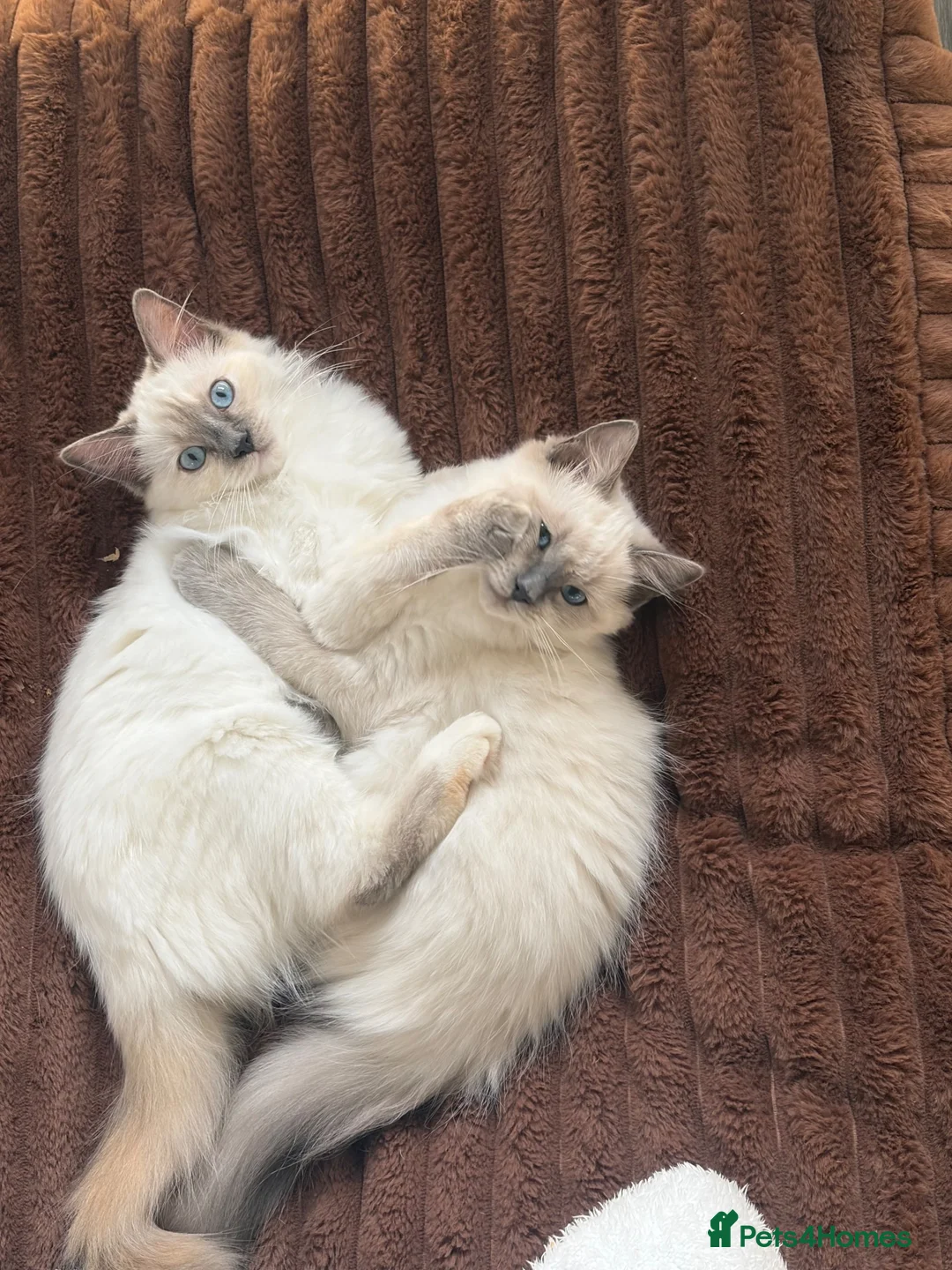 Ragdoll cats for sale: 2 beautiful ragdoll sisters  in Bristol - Advert 1