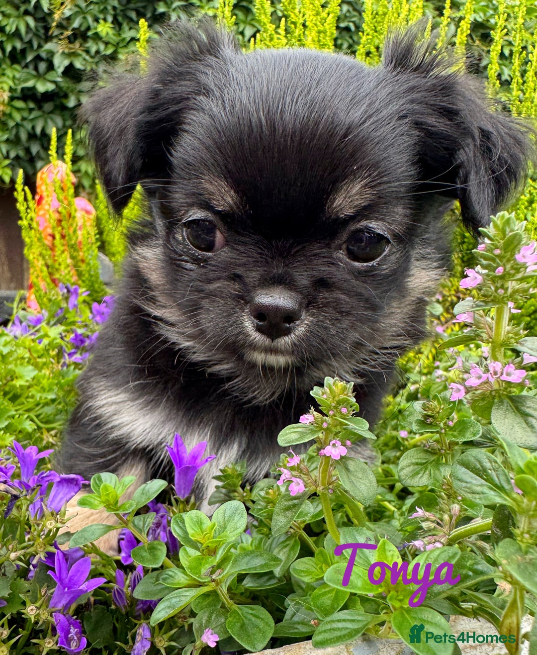 Chihuahua dogs for sale: KC long coat quality chihuahua Licensed breeder - Image 13
