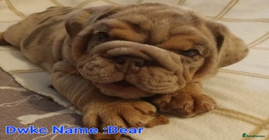 English Bulldog dogs - Advert 4
