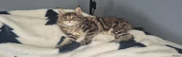 Maine Coon cats for sale: Stunning maine coon girl - Advert 17