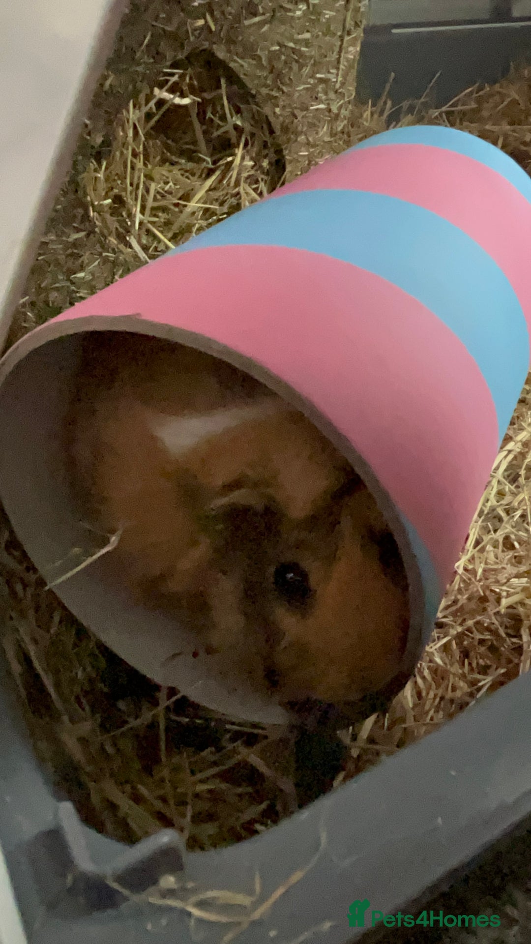 Guinea Pig rodents for sale: 2 Female Guinea Pigs - Image 4