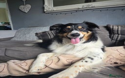 Border Collie dogs for sale: Border collie pups  - Image 12