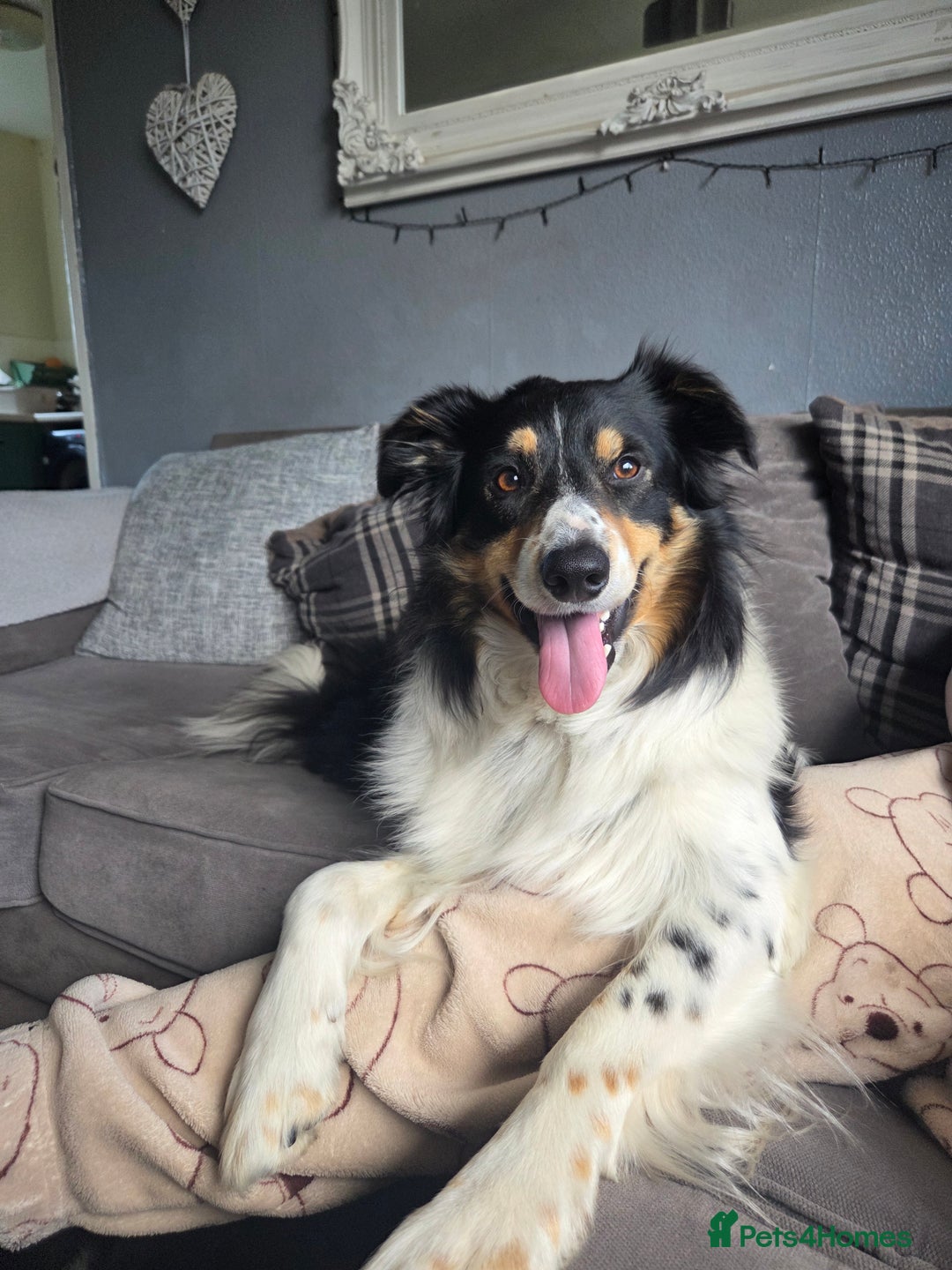 Border Collie dogs for sale: Border collie pups  - Image 12