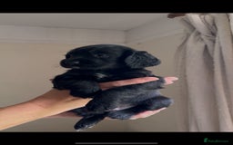 Cocker Spaniel dogs for sale: Gamekeeper bred Working Cocker Spaniels - Image 6
