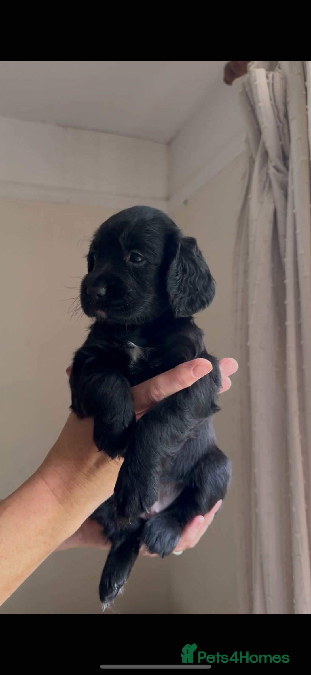 Cocker Spaniel dogs for sale: Gamekeeper bred Working Cocker Spaniels - Image 6