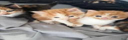 Mixed Breed cats for sale: Beautiful Tabby Cross Ragdoll Kittens  - Advert 20
