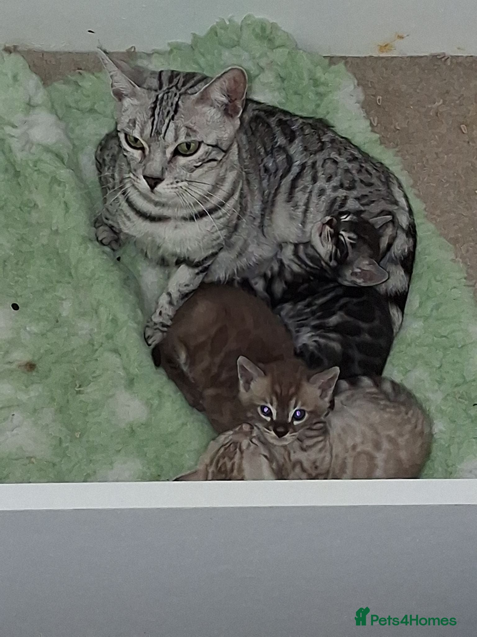 Bengal cats Superbly rosetted Bengals - Advert 18