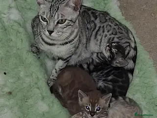 Bengal cats Superbly rosetted Bengals - Advert 3