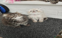 Persian cats for sale: Persian boy and girl  - Image 5