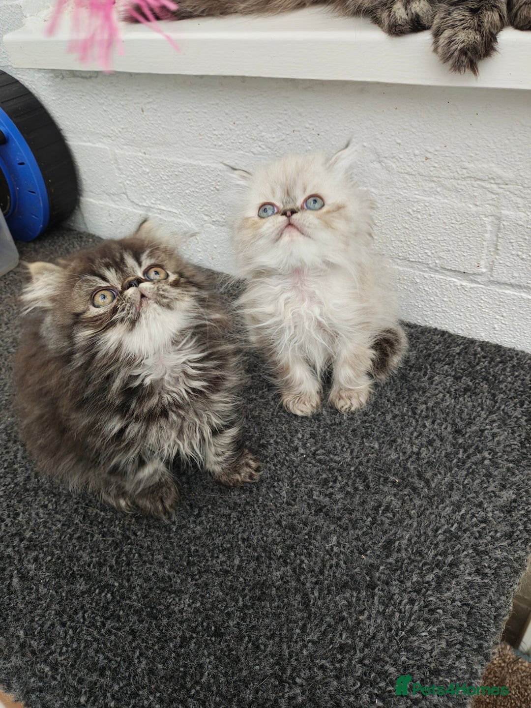 Persian cats for sale: Persian boy and girl  - Image 5