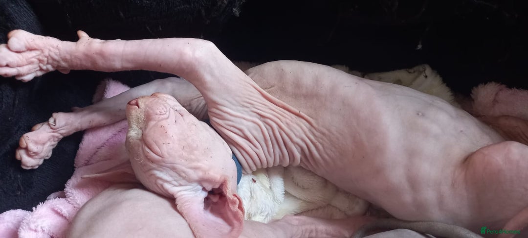 Sphynx cats for sale: 5 Adorable Sphynx Kittens for sale! - Image 19
