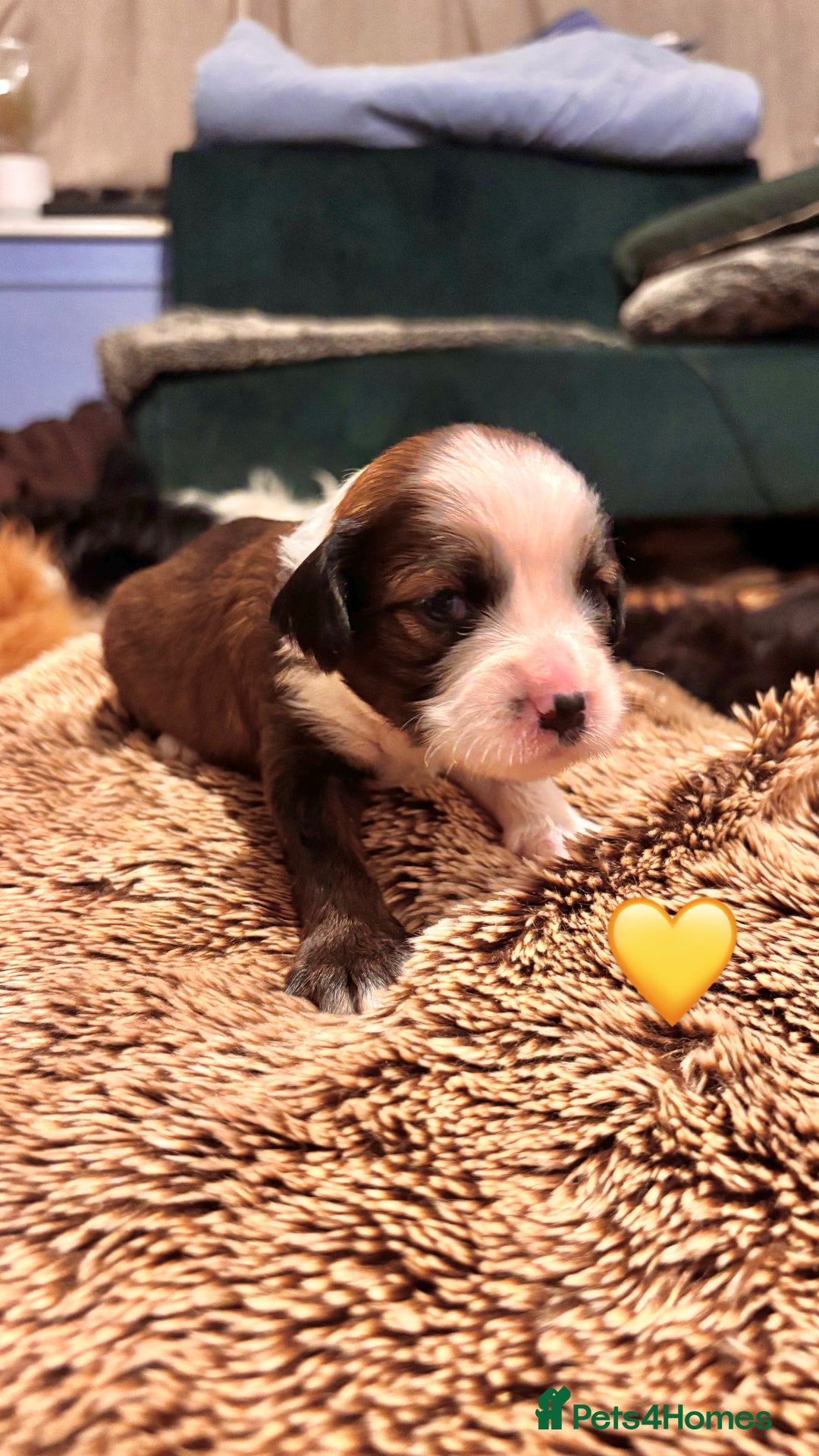 Tibetan Terrier dogs for sale: Tibetan Terrier puppies for sale  - Advert 4