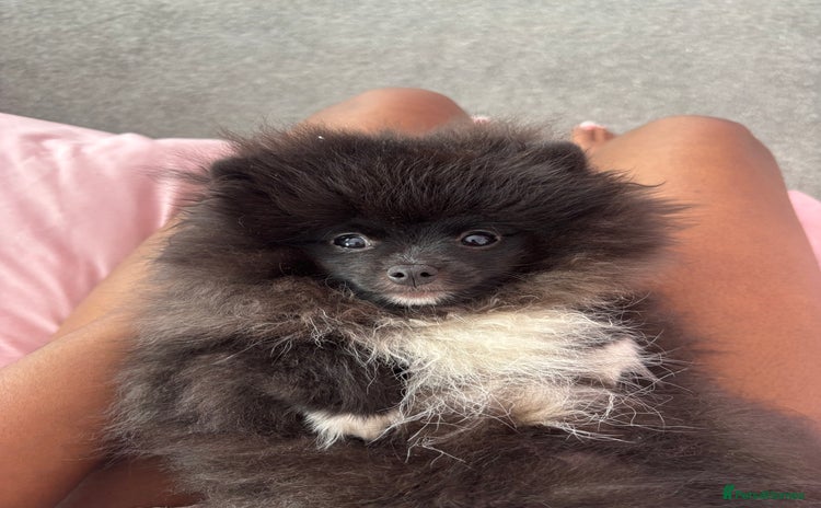 Pomeranian dogs - Advert 3