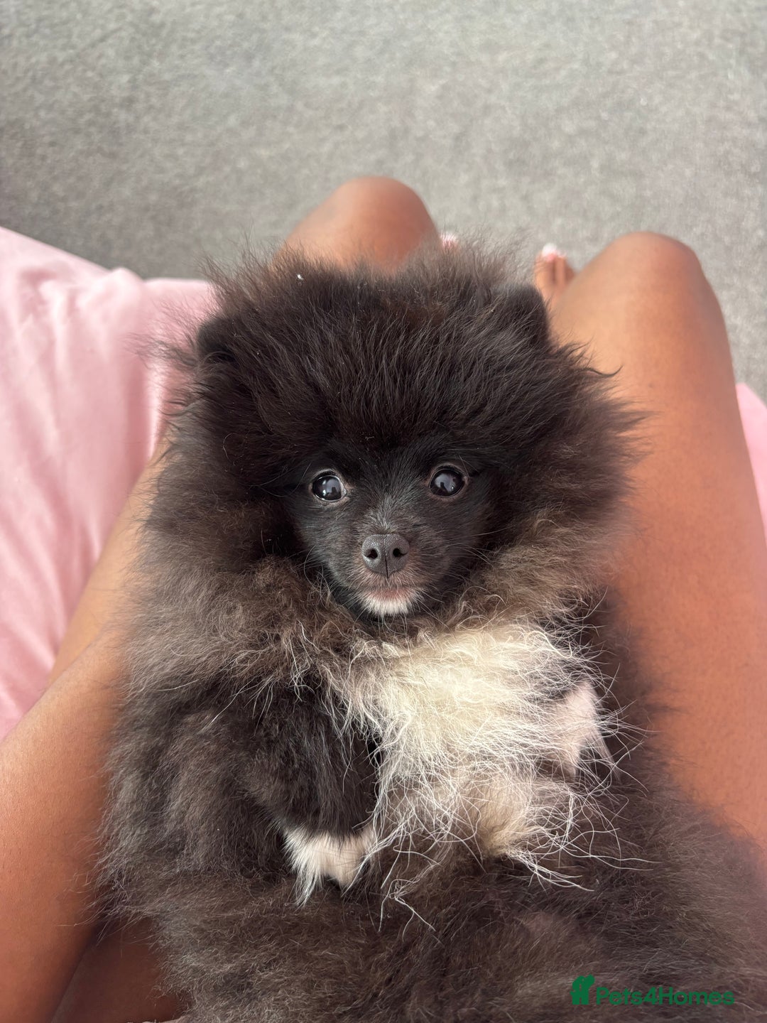 Pomeranian dogs for sale: Pomeranian for sale  - Image 1
