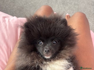 Pomeranian dogs - Advert 13