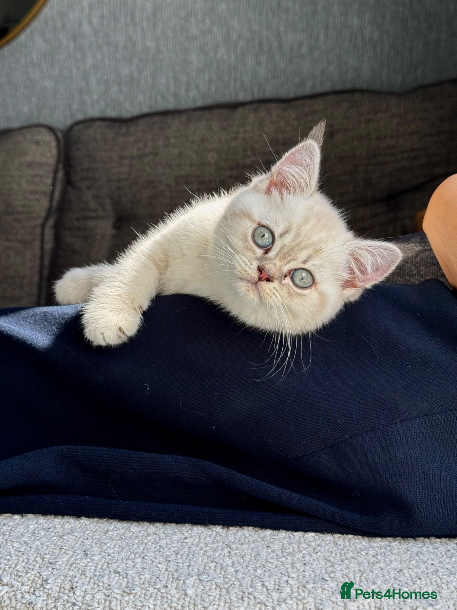 Scottish Fold cats Beautiful Scottish Straight Kitten - Advert 1