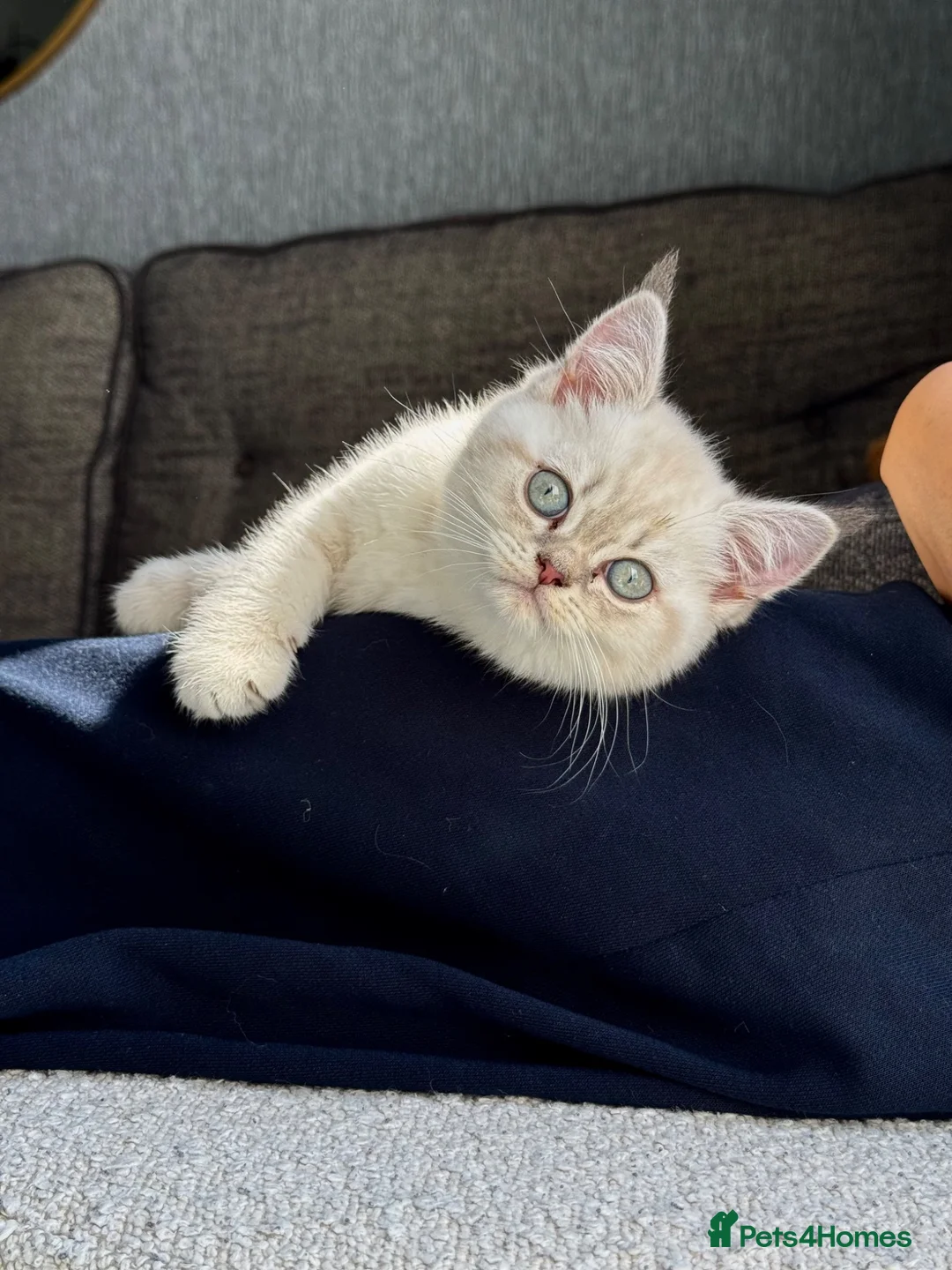 Scottish Fold cats for sale: Beautiful Scottish Straight Kitten - Advert 1
