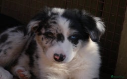 Border Collie dogs for sale: Red, and blue merle, tri, b/w collies farm reared - Image 4