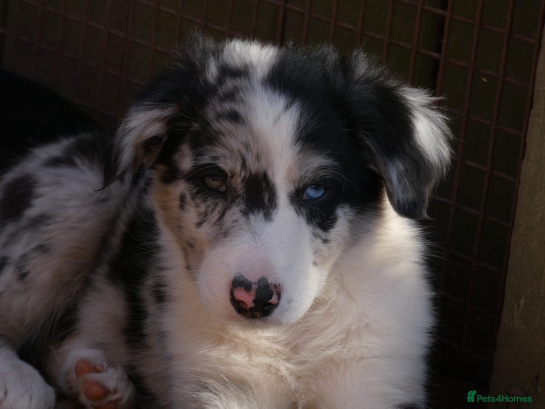 Border Collie dogs for sale: Red, and blue merle, tri, b/w collies farm reared - Image 4
