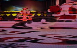 Mixed Breed cats for sale: Beautiful kittens 🐾 - Image 9