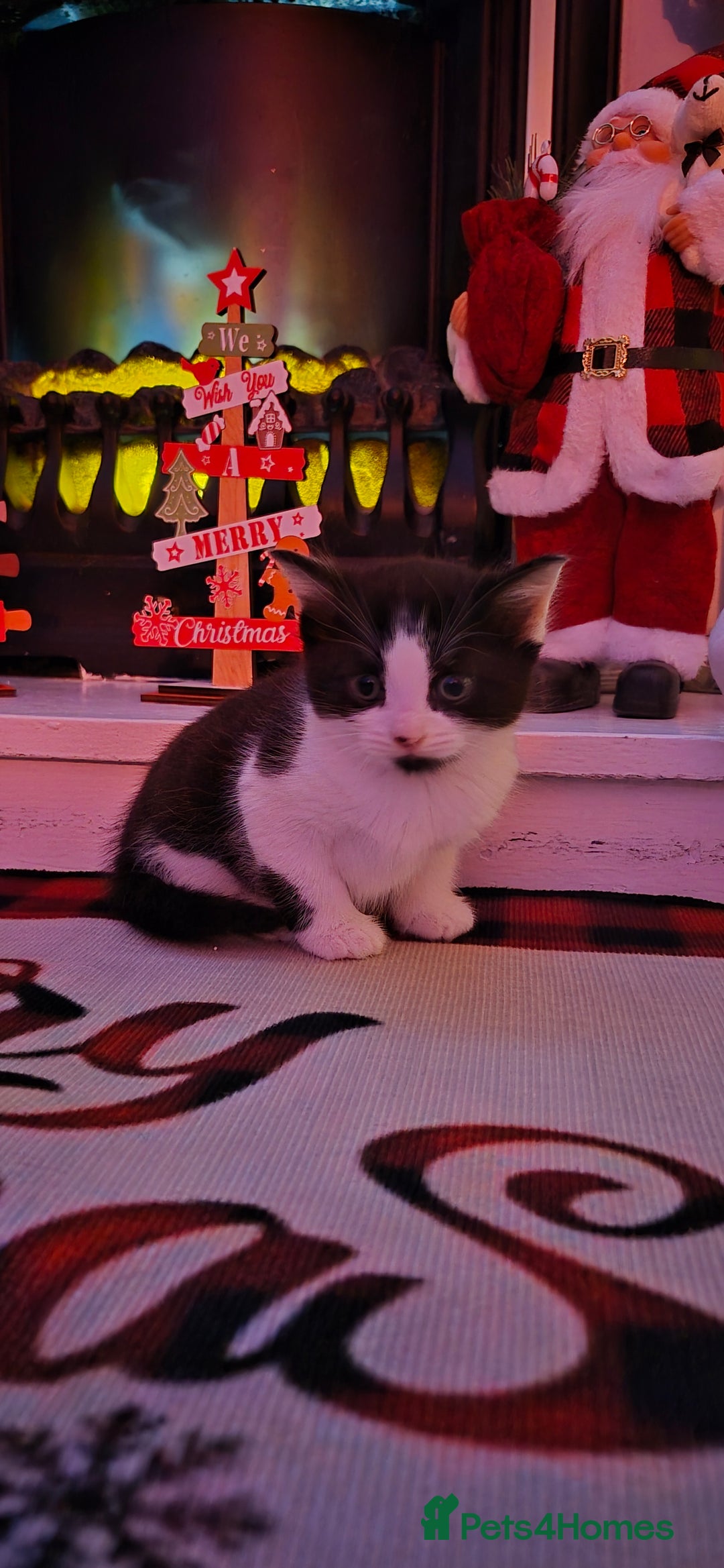 Mixed Breed cats for sale: Beautiful kittens 🐾 - Image 9