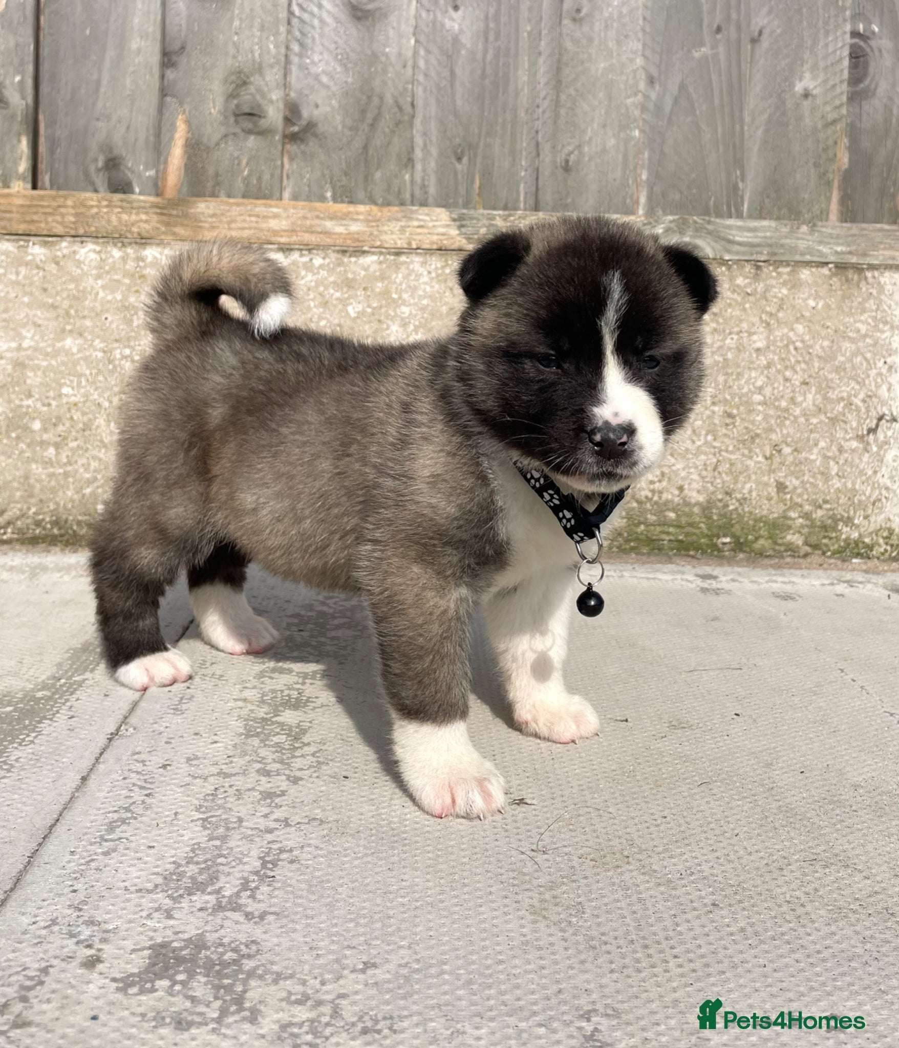 Akita dogs ONLY 1 LEFT Akita puppys for sale - Advert 1