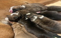 Boxer dogs for sale: Beautiful boxer puppies available  - Image 4