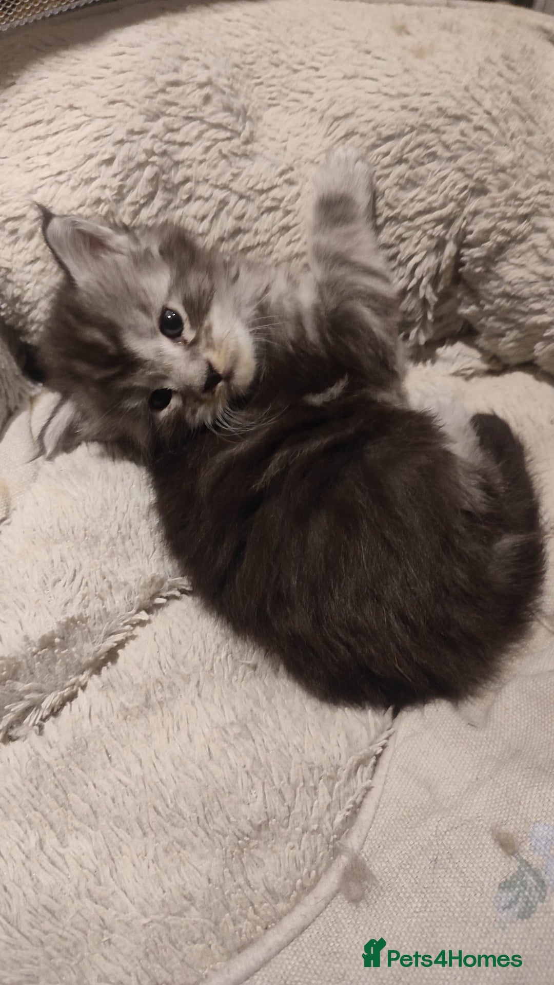 Maine Coon cats for sale: Tica Reg and fully health tested - Advert 9