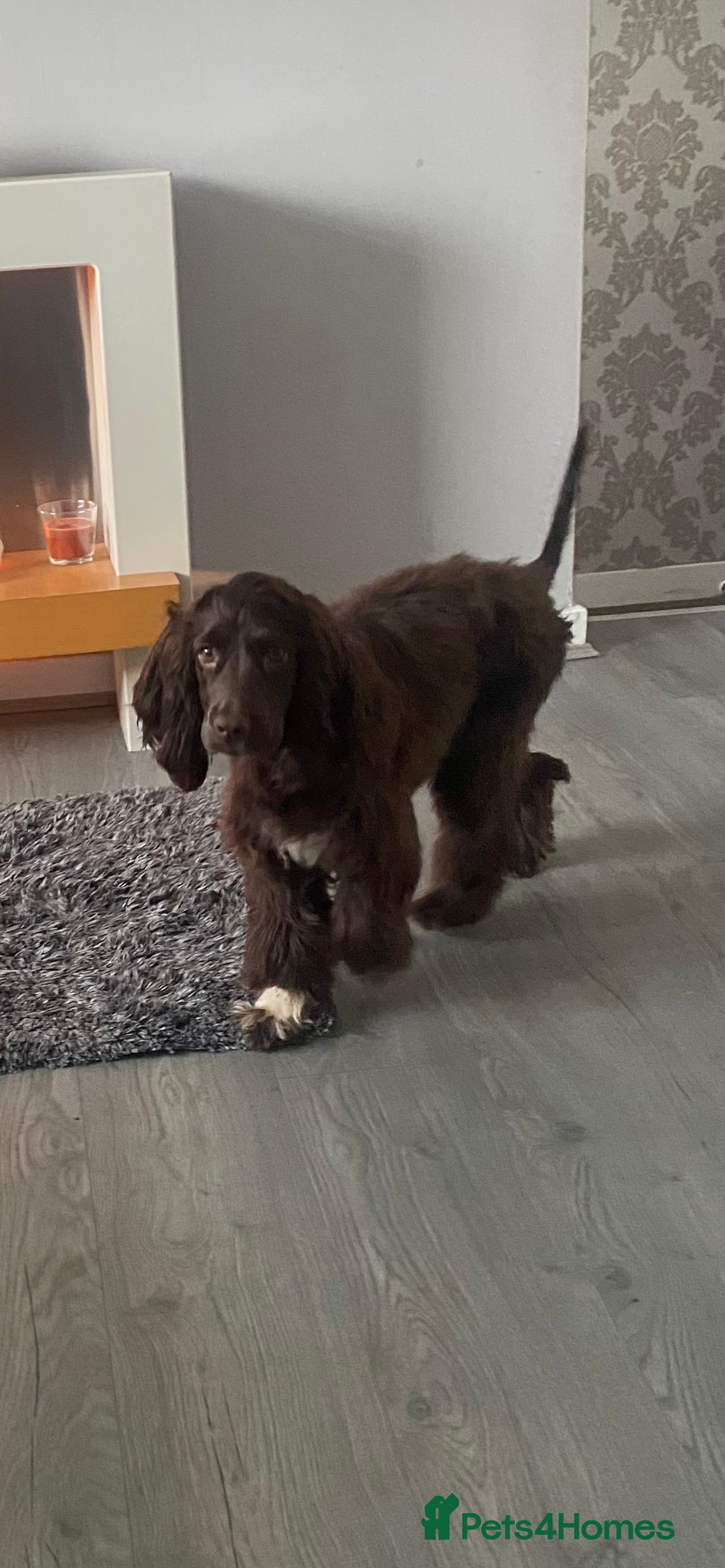 Cocker Spaniel dogs Cocker spaniel for sale  - Advert 6