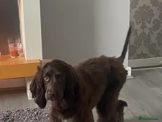 Cocker Spaniel dogs Cocker spaniel for sale - Advert 6