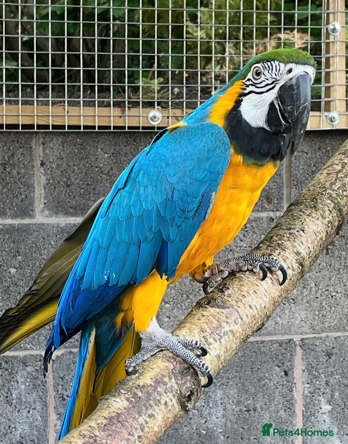 Macaws birds Gorgeous female macaw looking for a forever home - Advert 7