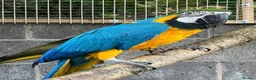 Macaws birds for sale: Gorgeous female macaw looking for a forever home in Liverpool - Advert 1