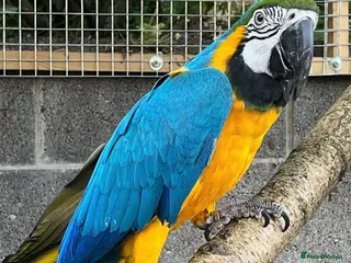 Macaws birds Gorgeous female macaw looking for a forever home - Advert 1