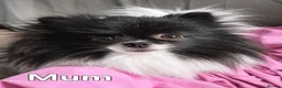 Pomeranian dogs for sale: Beautiful KC Registered Pomeranian Puppies in Dagenham - Advert 2