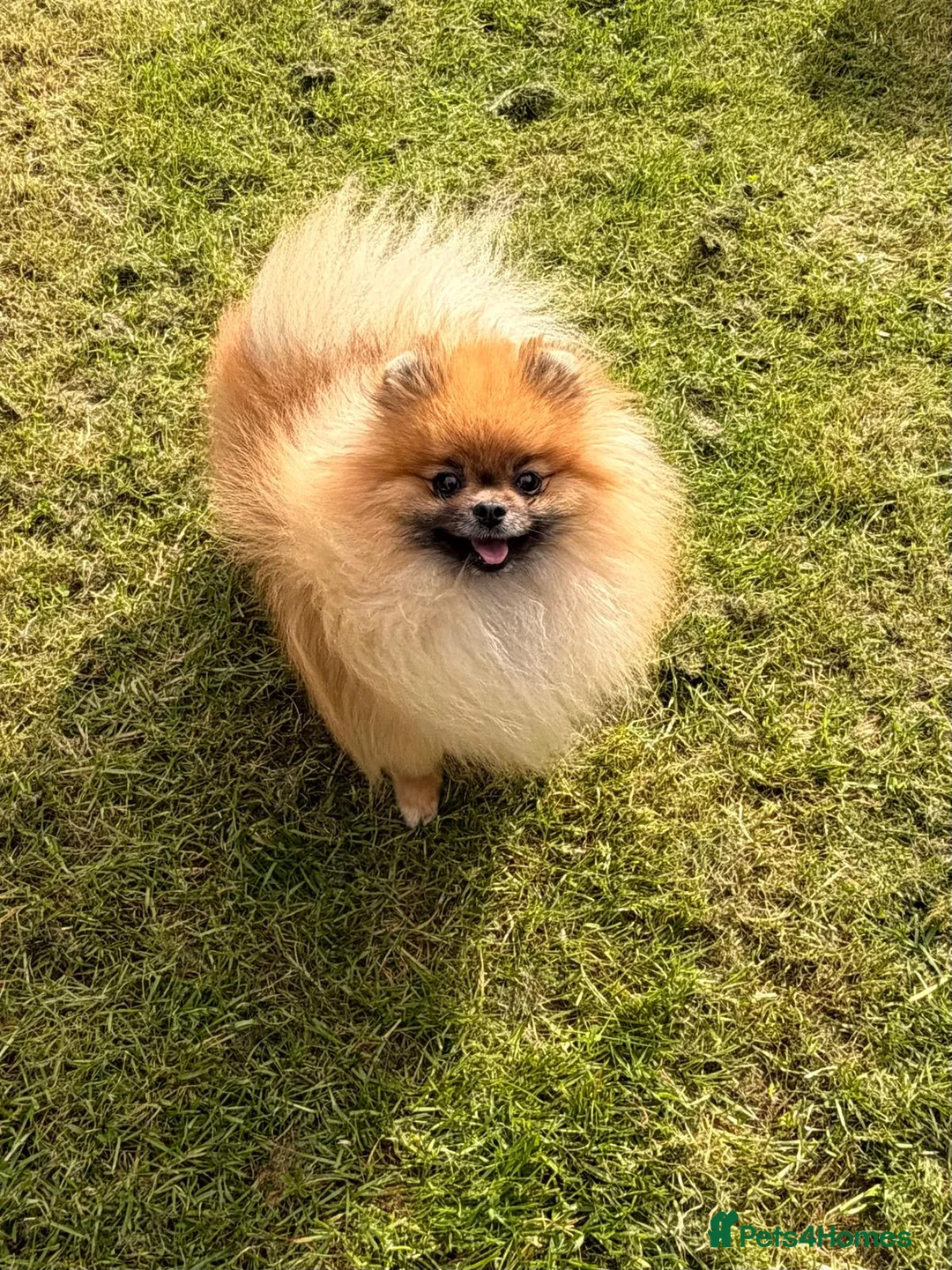 Pomeranian dogs for sale: Female pomeranian  - Advert 6